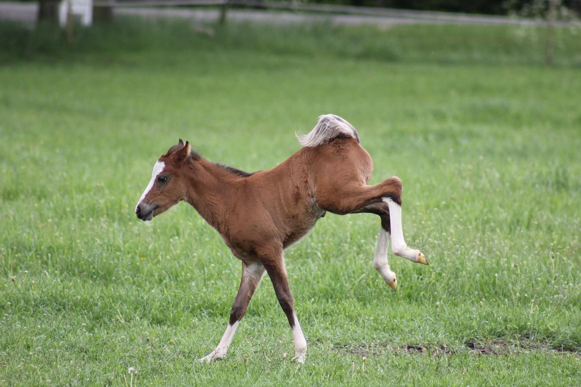Welsh Pony (sec B) Bjerregårds Rabine billede 3