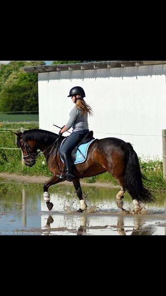 New Forest Søndermarken's Bojana billede 8