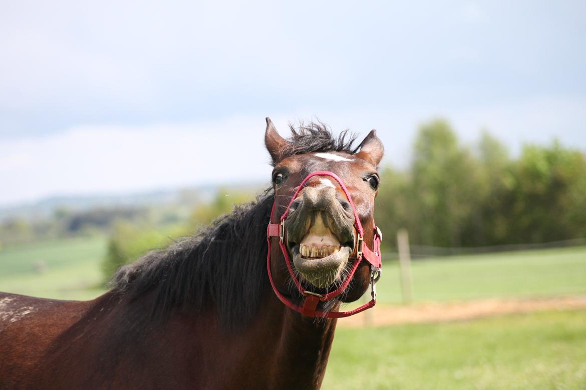 Oldenborg Bitten Hedegård (kælepotten)<3 Solgt :i billede 17