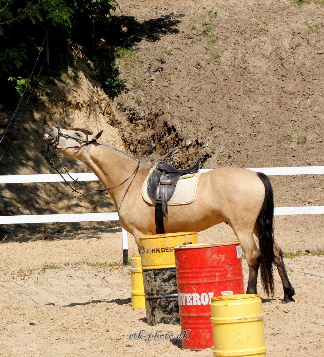 Barockpferd Birkegaards Braveheart R.I.P - Følle 30 Maj 14  billede 1