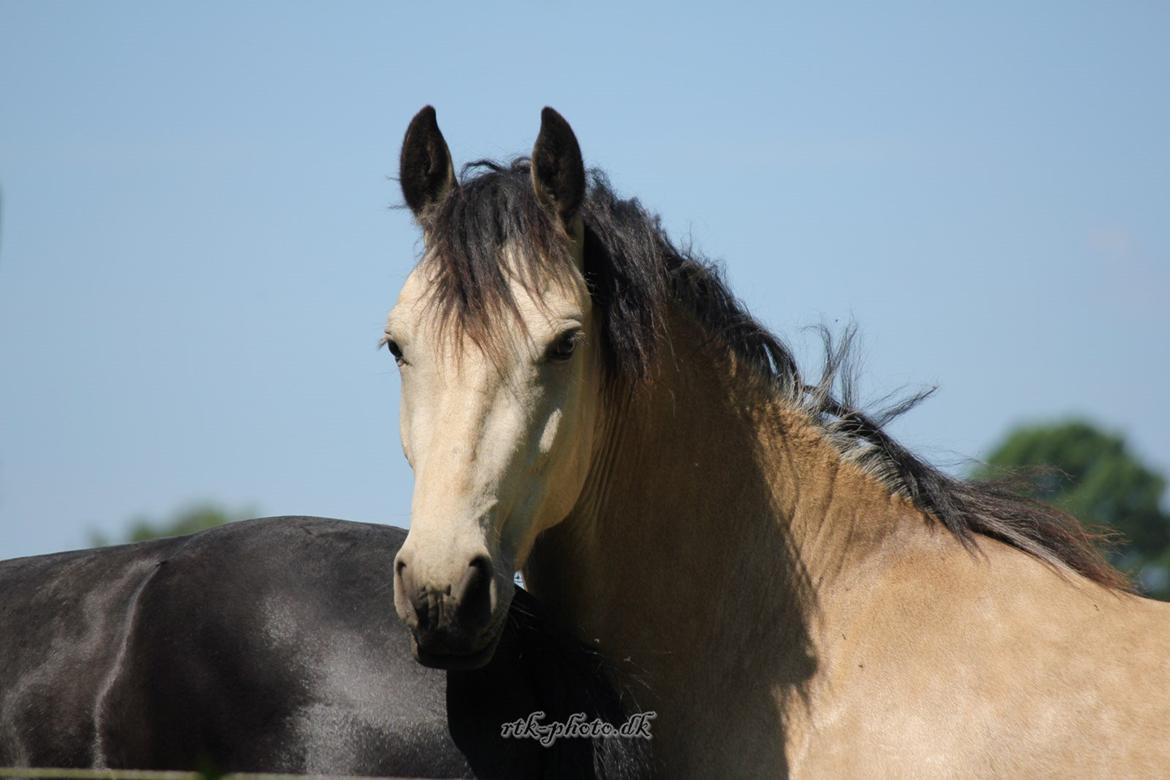 Barockpferd Birkegaards Braveheart R.I.P billede 18