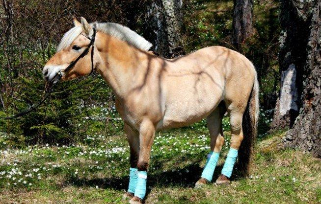 Fjordhest - Isabella af Hedegaard billede 3