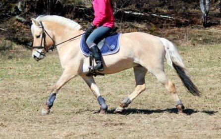Fjordhest - Isabella af Hedegaard billede 4