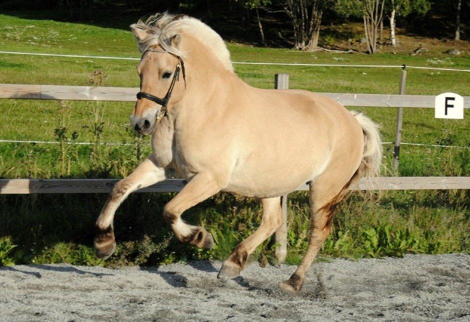 Fjordhest - Isabella af Hedegaard billede 5