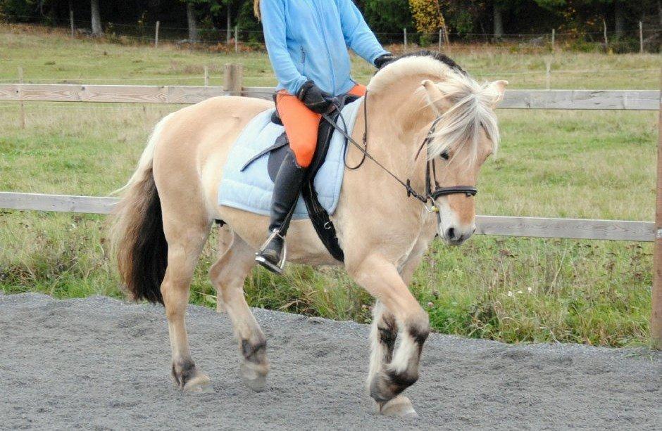 Fjordhest - Isabella af Hedegaard billede 6