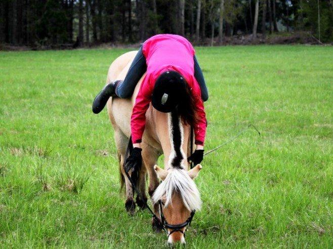 Fjordhest - Isabella af Hedegaard billede 7