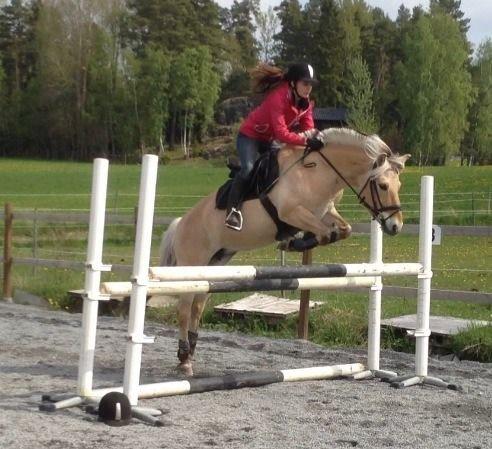 Fjordhest - Isabella af Hedegaard billede 8