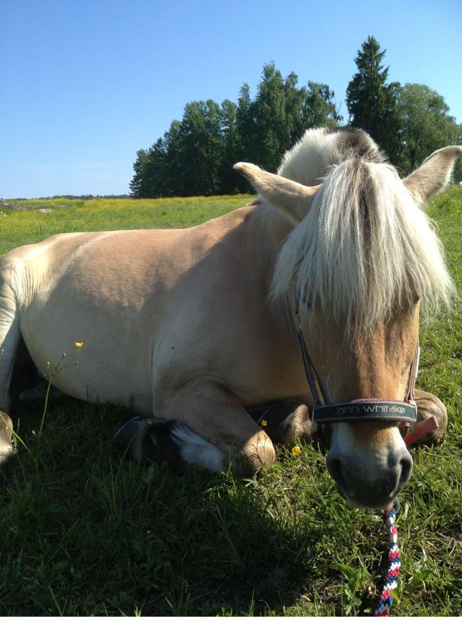 Fjordhest - Isabella af Hedegaard billede 9