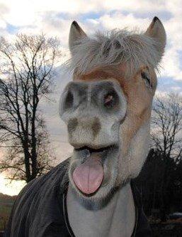 Fjordhest - Isabella af Hedegaard billede 11