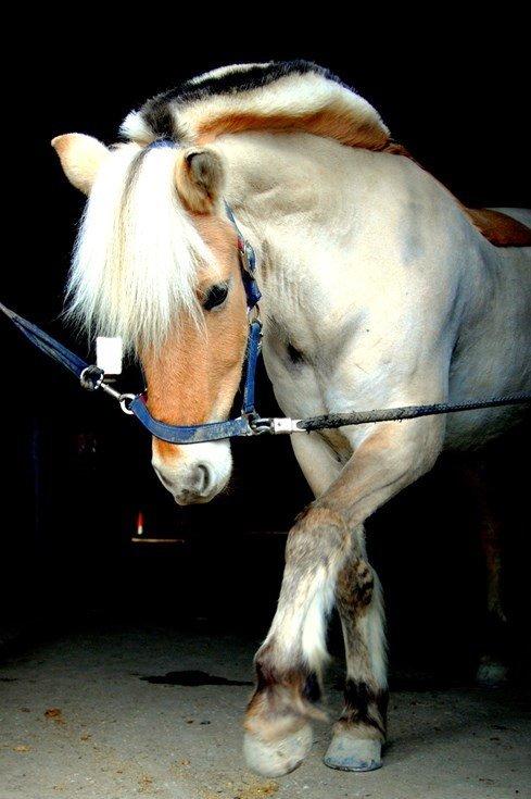 Fjordhest - Isabella af Hedegaard billede 12