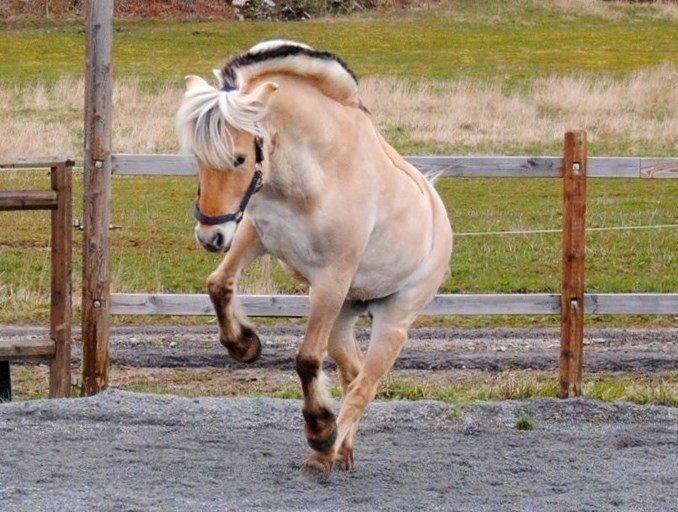 Fjordhest - Isabella af Hedegaard billede 13