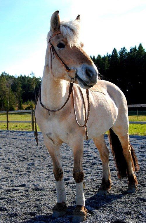 Fjordhest - Isabella af Hedegaard billede 14
