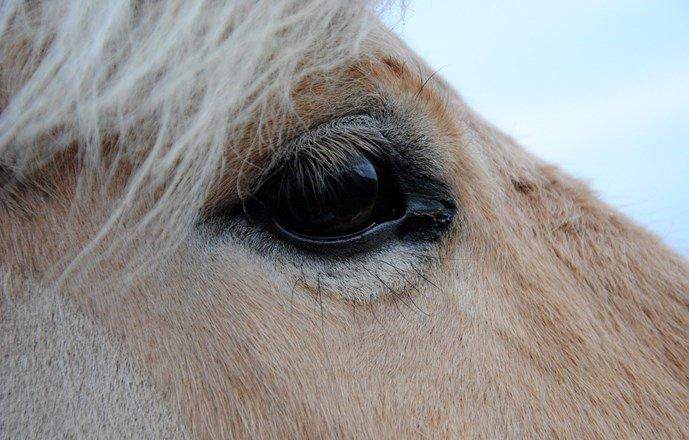 Fjordhest - Isabella af Hedegaard billede 15