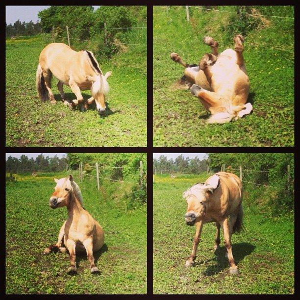 Fjordhest - Isabella af Hedegaard billede 16