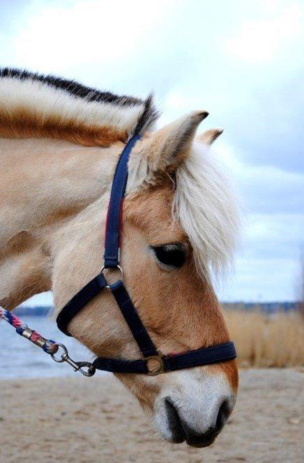 Fjordhest - Isabella af Hedegaard billede 17