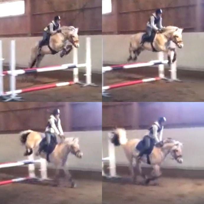 Fjordhest - Isabella af Hedegaard billede 18