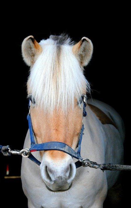 Fjordhest - Isabella af Hedegaard billede 19