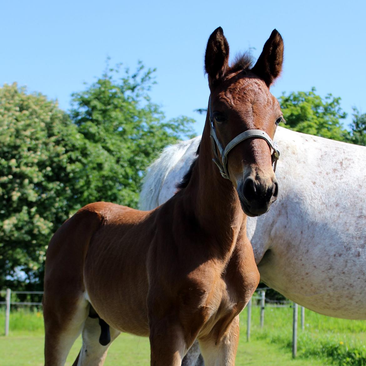 Anden særlig race Nautrup´s Kasmir - FLOTTE FYR billede 7