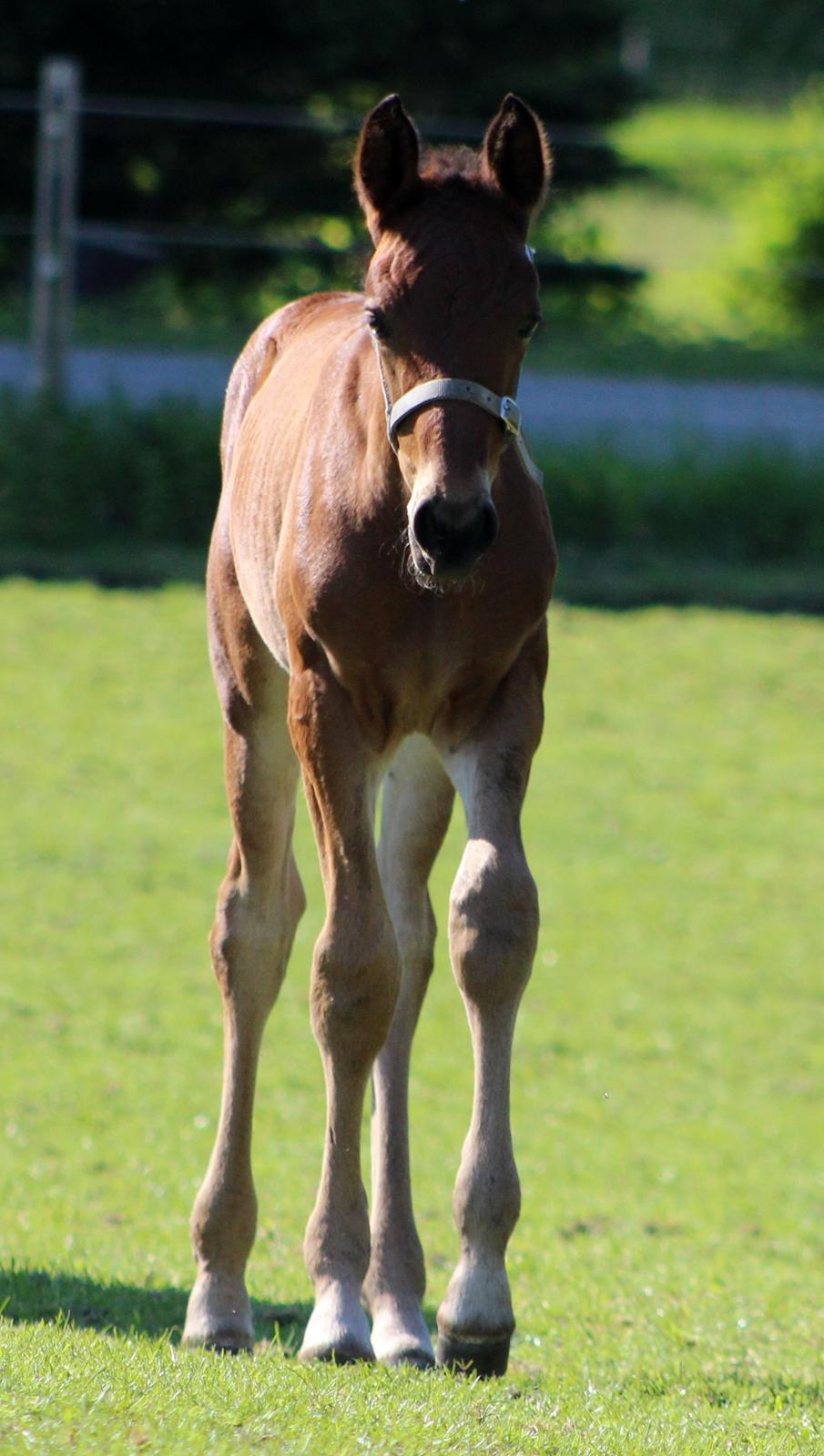 Anden særlig race Nautrup´s Kasmir - MIN DEJLIGE DRENG billede 9