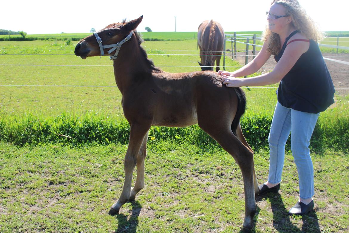 Anden særlig race Nautrup´s Kasmir - DET KLØR, BLIV VED billede 8