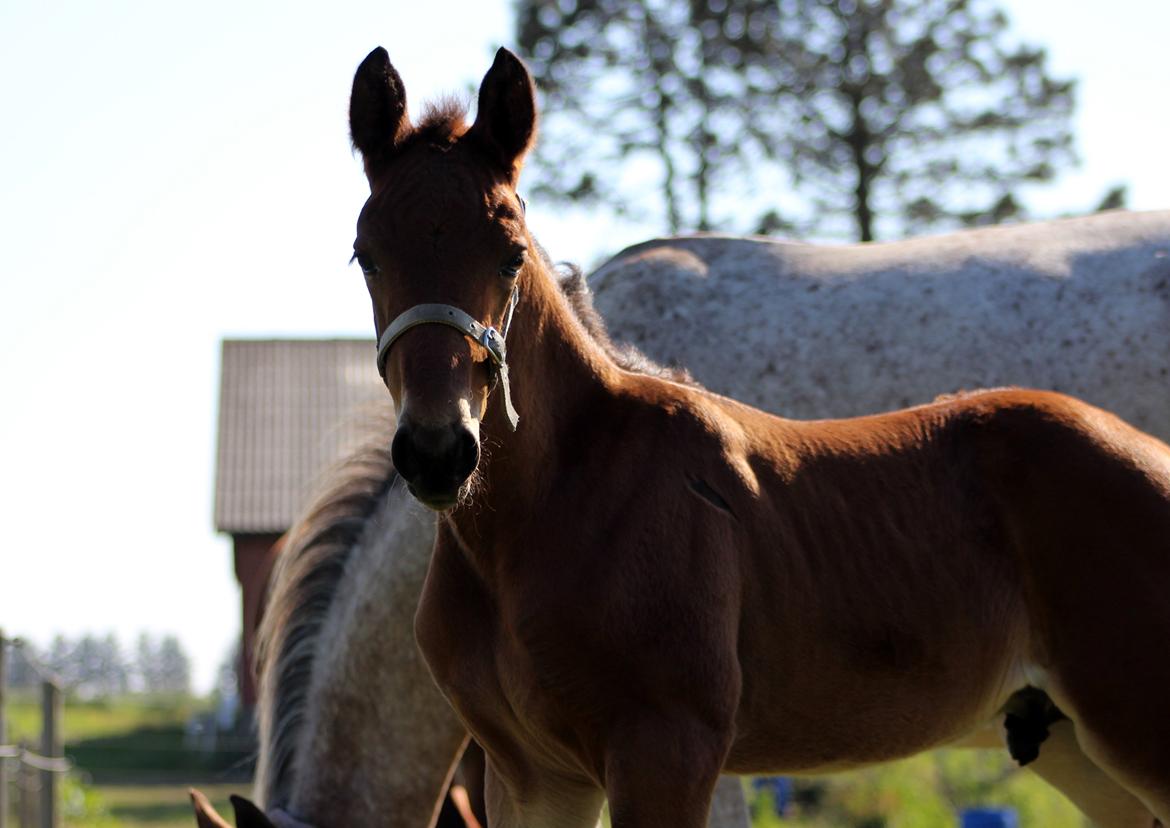 Anden særlig race Nautrup´s Kasmir - JEG ELSKER DIG KASMIR billede 11