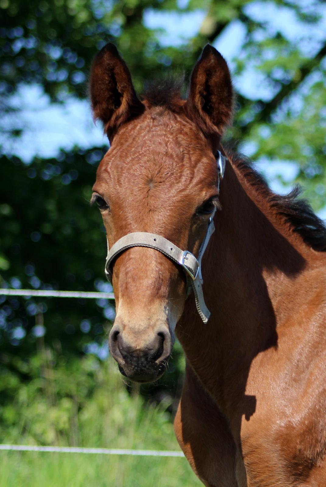 Anden særlig race Nautrup´s Kasmir - SKATTE BASSE billede 12
