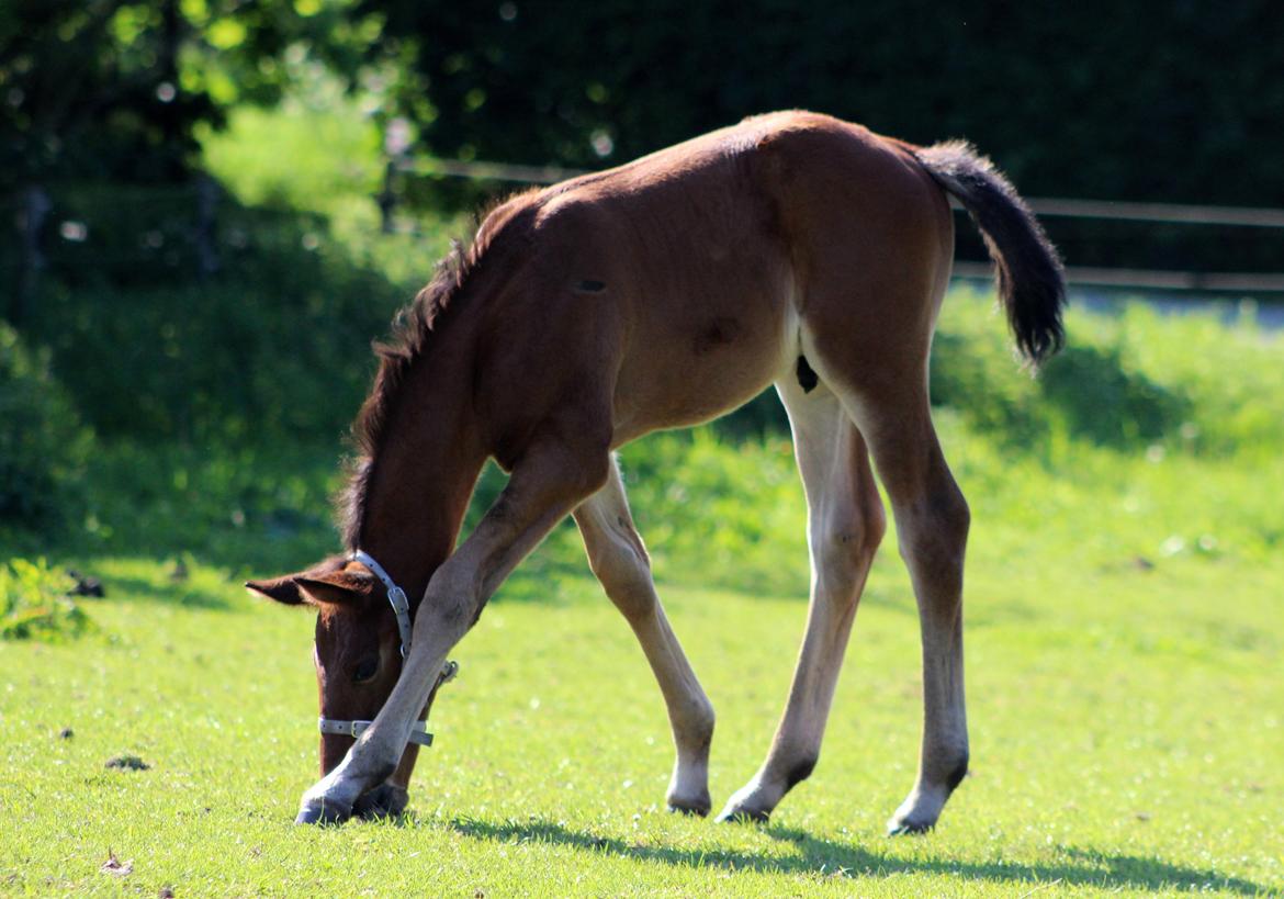 Anden særlig race Nautrup´s Kasmir - HAN ER SÅ DYGTIG, HAN VED HVORDAN MAN BLIVER STOR  billede 10