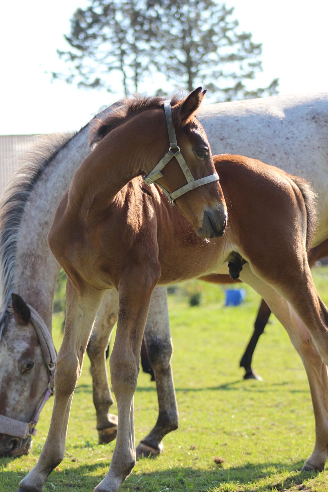 Anden særlig race Nautrup´s Kasmir - HVA´ FANDEN SKETE DER, DER billede 13