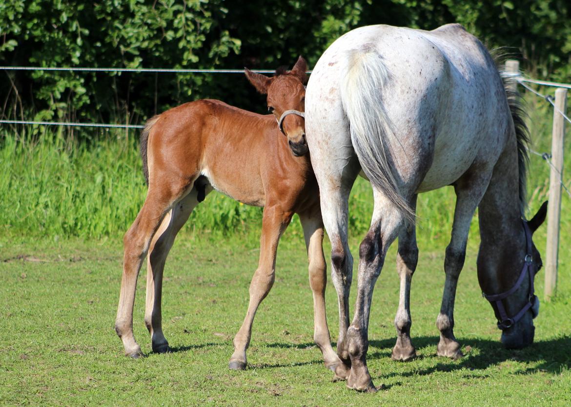 Anden særlig race Nautrup´s Kasmir - MOR DU ER SÅ DUM billede 14