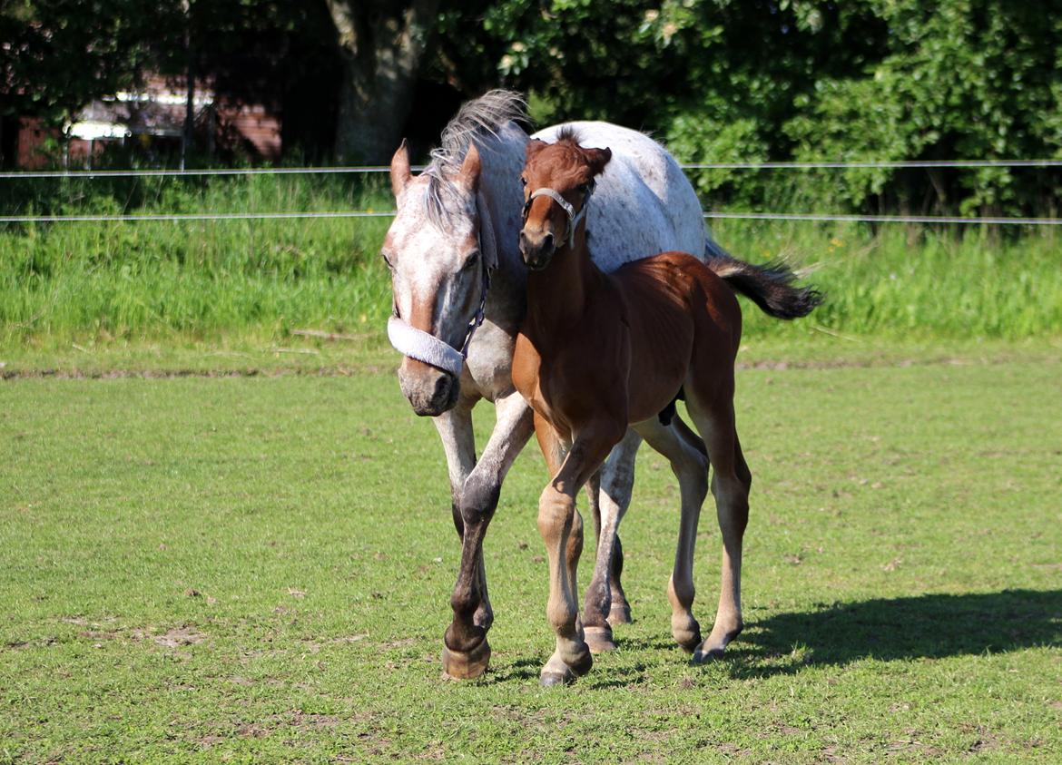 Anden særlig race Nautrup´s Kasmir - NU BLIVER JEG ALTSÅ SUR billede 15