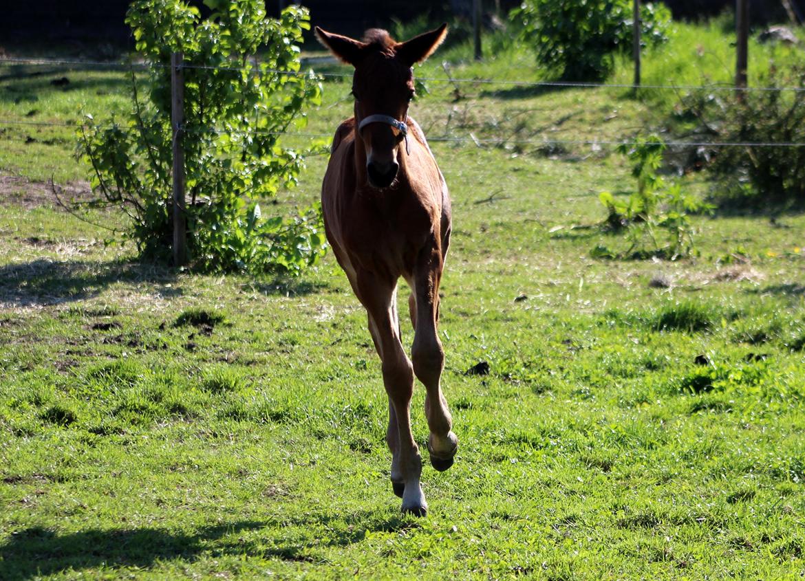Anden særlig race Nautrup´s Kasmir - JEG KAN OGSÅ GODT GALOPERE billede 16