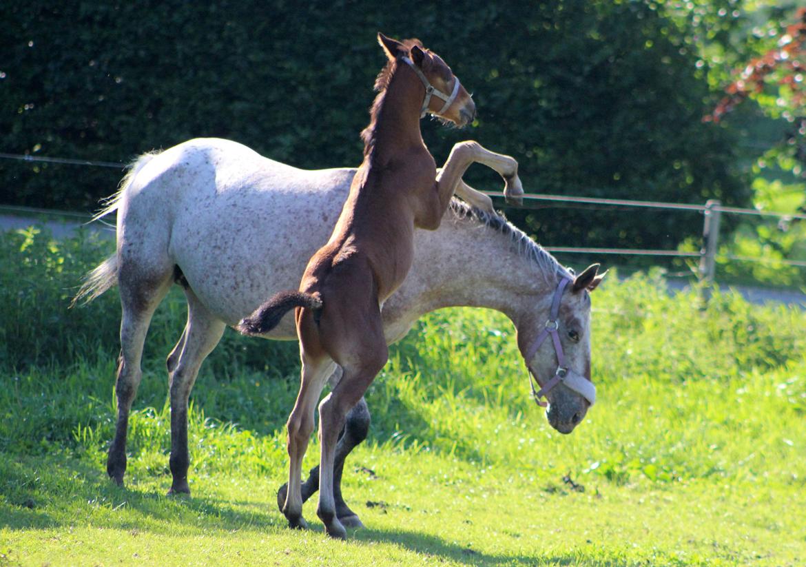 Anden særlig race Nautrup´s Kasmir - DEN LILLE SKID billede 17