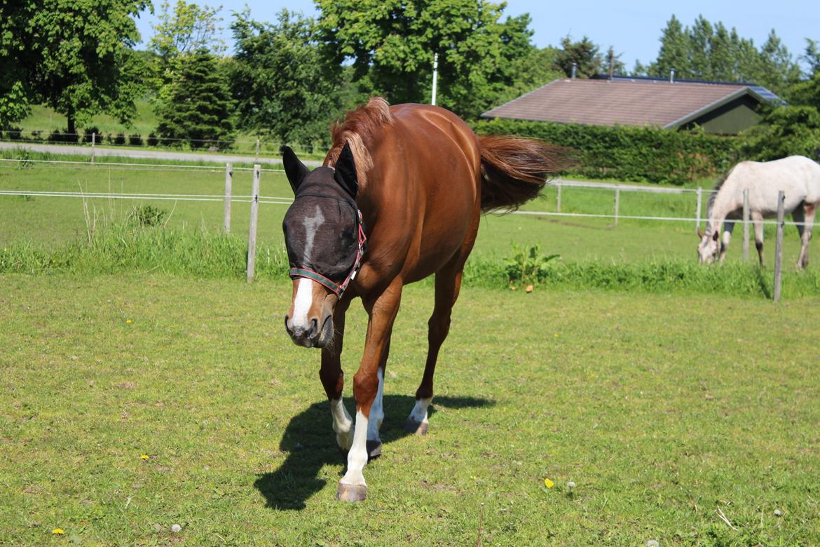 DSP Birkelund Lou Lou (Solgt) - skøre skid billede 1