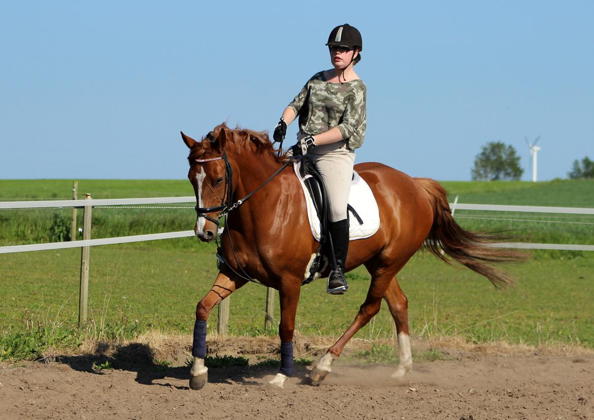 DSP Birkelund Lou Lou (Solgt) - din skønne pony billede 3