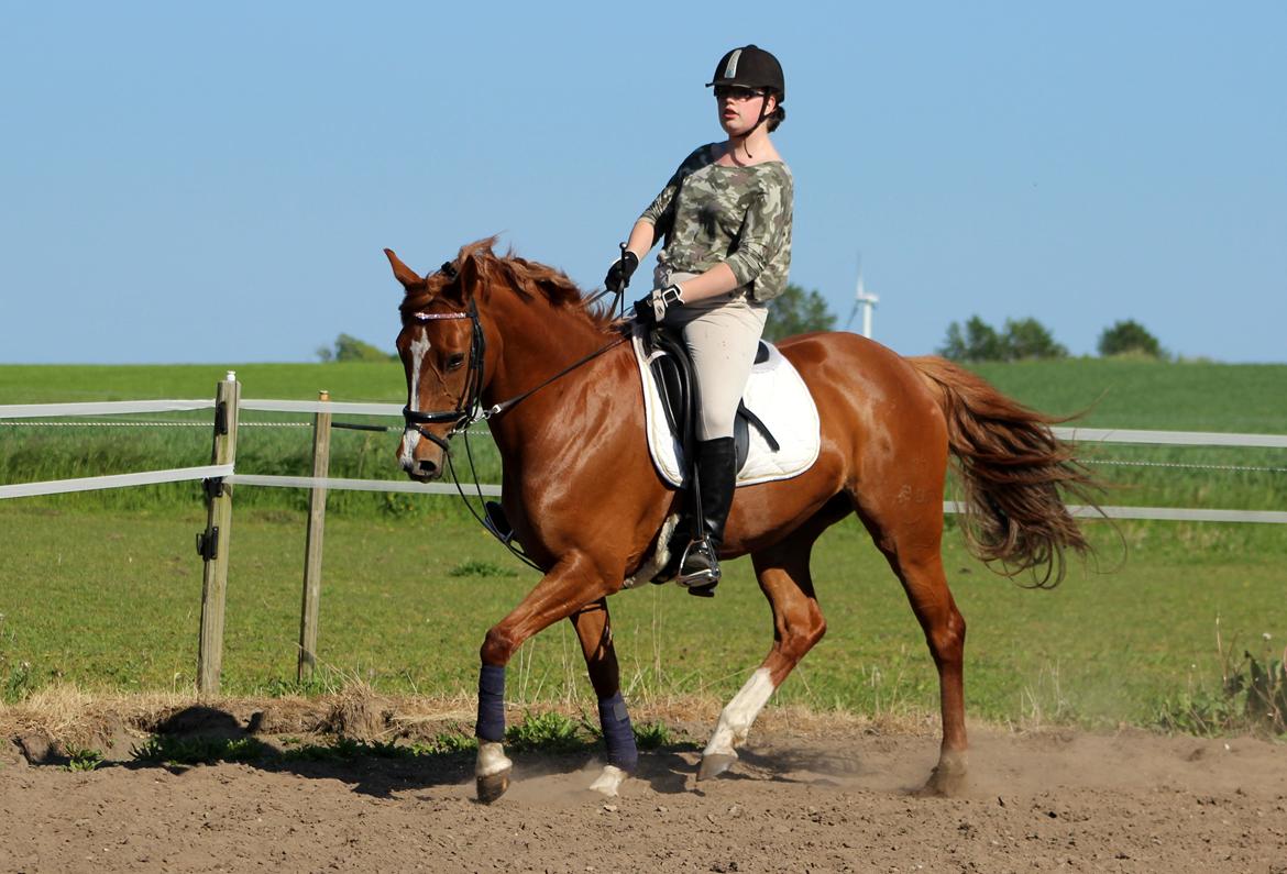 DSP Birkelund Lou Lou (Solgt) - din lækre skat billede 4