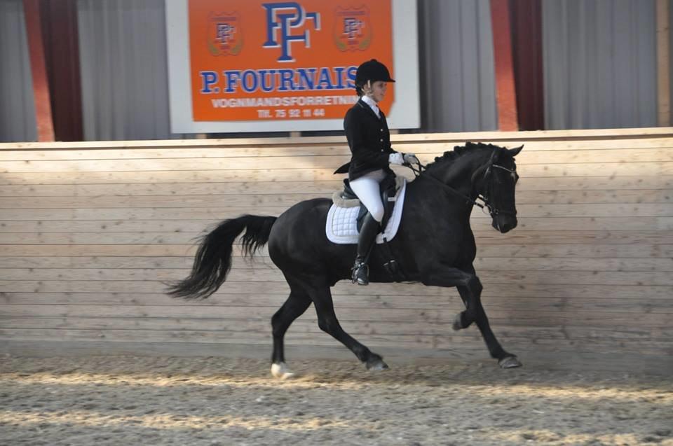 Welsh Cob (sec D) Højsgaard's santos B-PONY billede 8