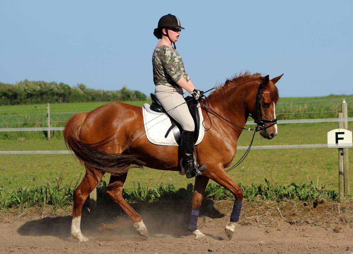 DSP Birkelund Lou Lou (Solgt) - du er bare sød billede 5