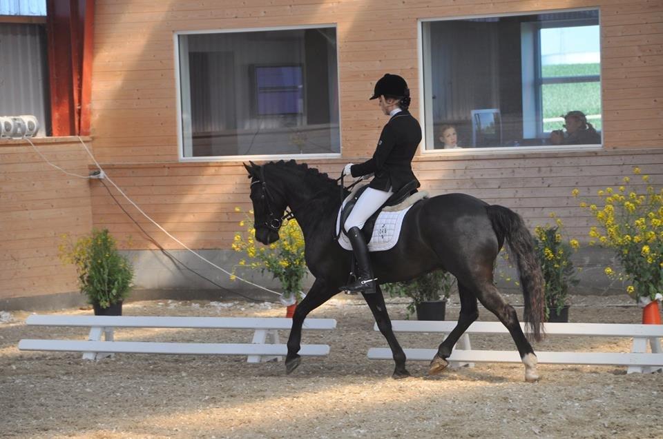 Welsh Cob (sec D) Højsgaard's santos B-PONY billede 10