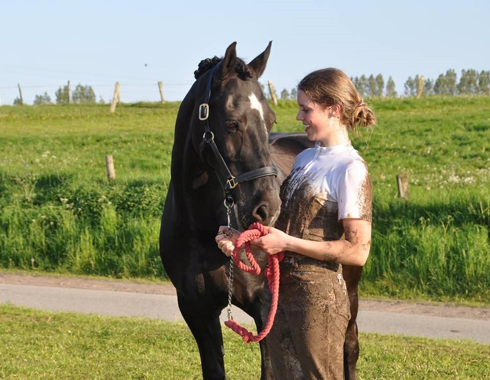 Welsh Cob (sec D) Højsgaard's santos B-PONY billede 14