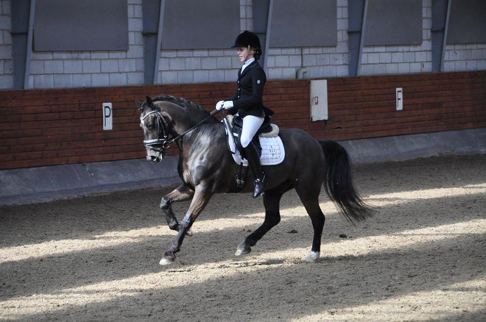 Welsh Cob (sec D) Højsgaard's santos B-PONY billede 5