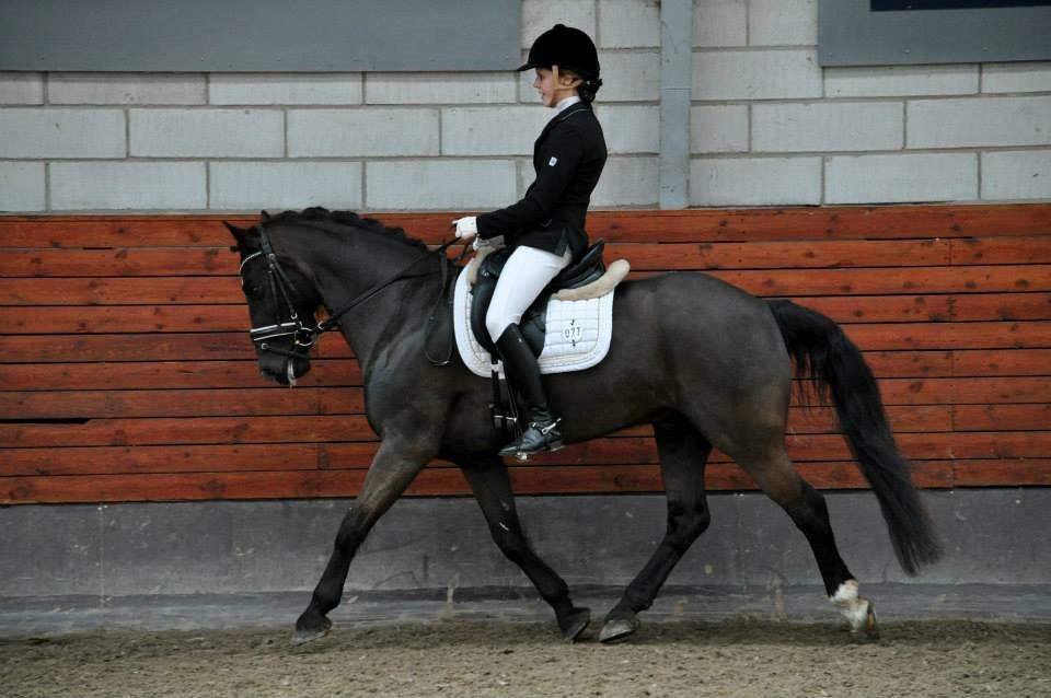 Welsh Cob (sec D) Højsgaard's santos B-PONY billede 12
