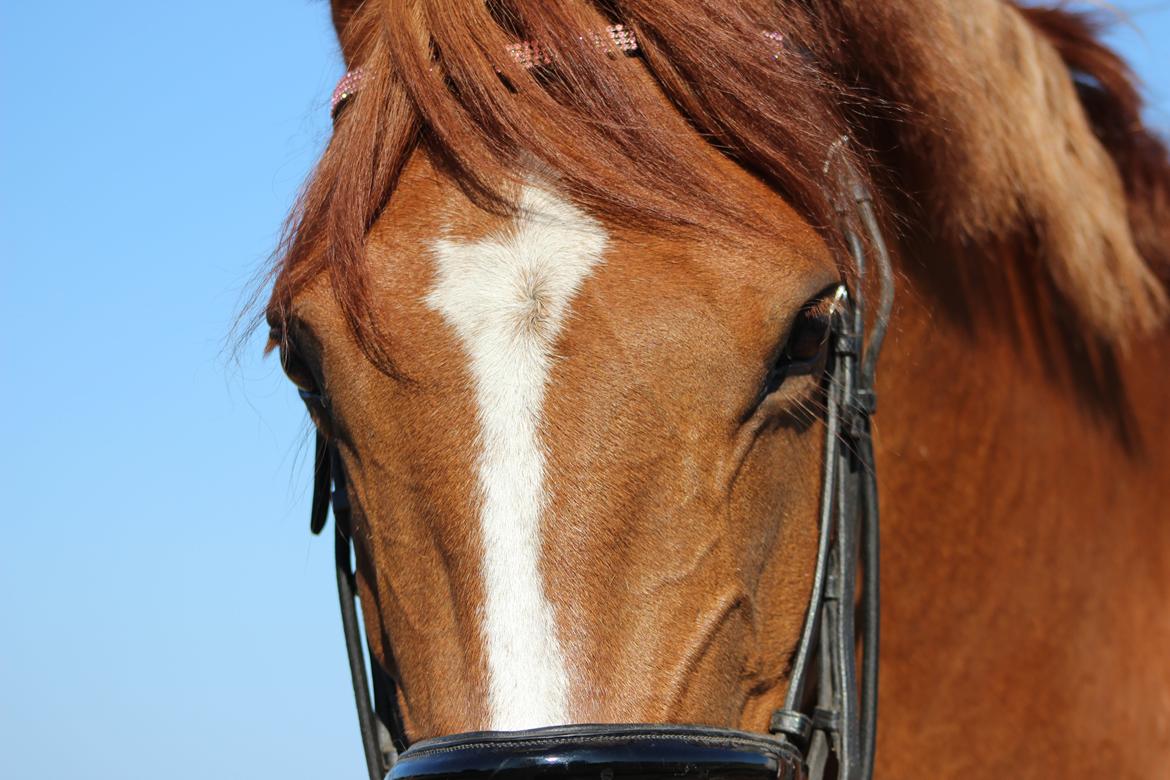DSP Birkelund Lou Lou (Solgt) - du er så smuk billede 6