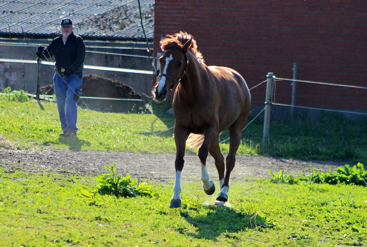 DSP Birkelund Lou Lou (Solgt) billede 7