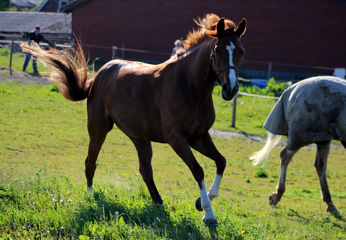 DSP Birkelund Lou Lou (Solgt) - vilde pony billede 8