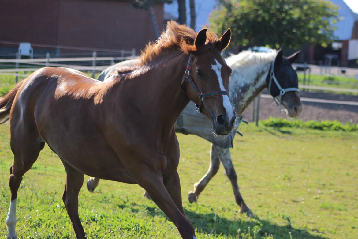 DSP Birkelund Lou Lou (Solgt) billede 9