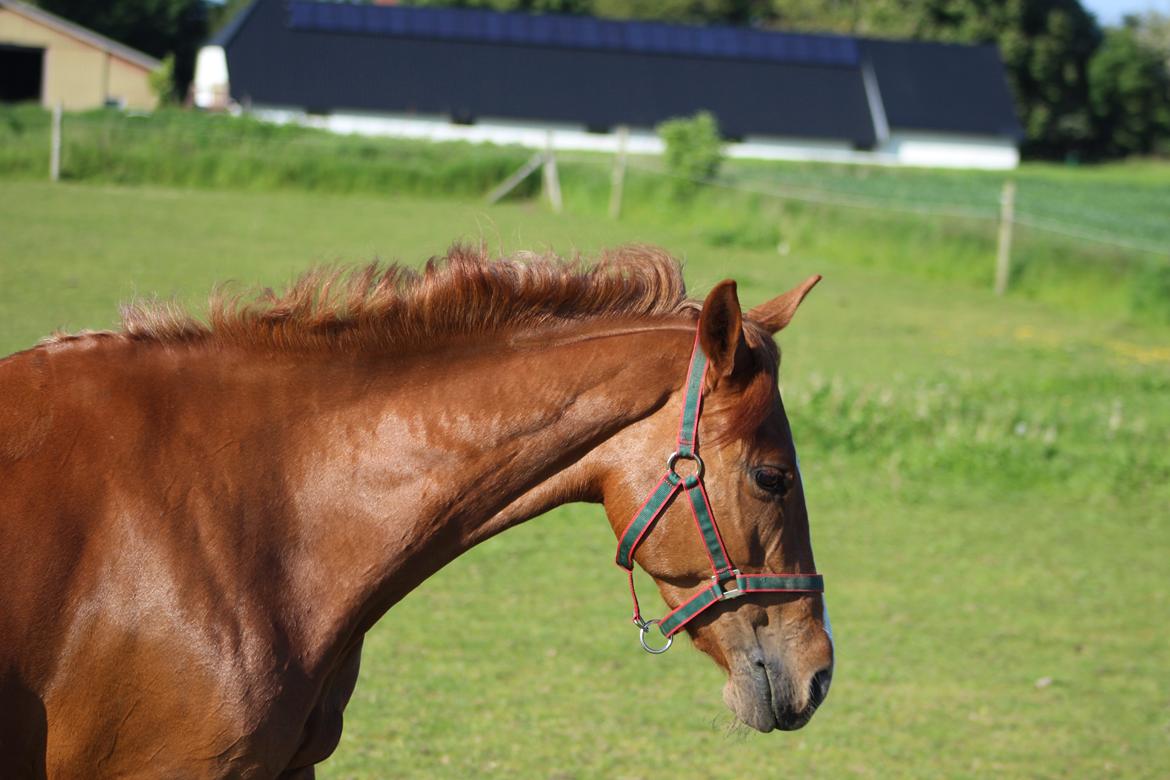 DSP Birkelund Lou Lou (Solgt) - dejlige pige billede 10