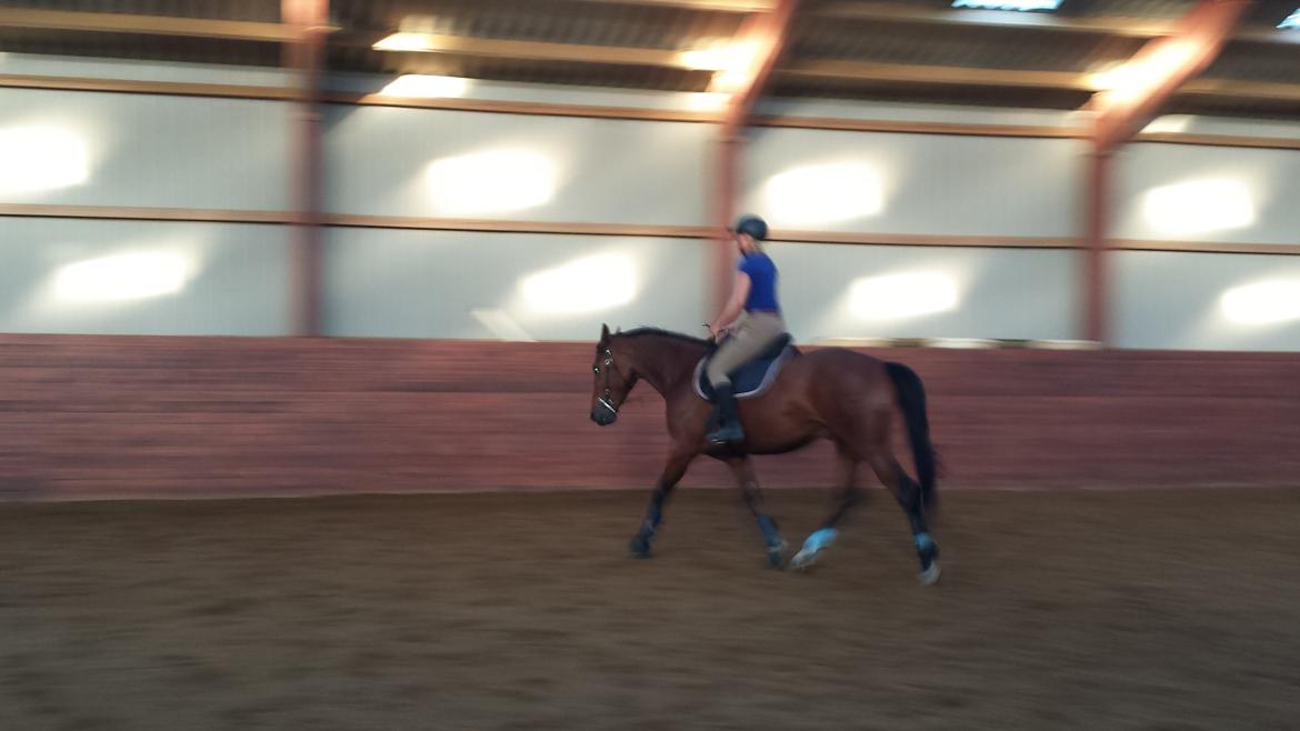 Dansk Varmblod Shubi billede 1