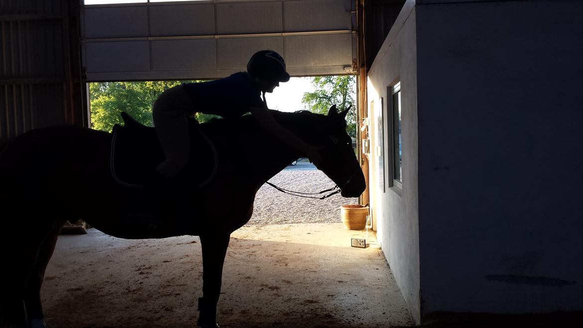 Dansk Varmblod Shubi billede 3