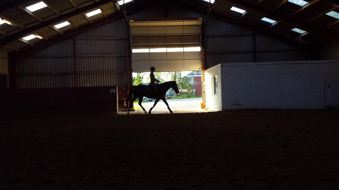 Dansk Varmblod Shubi billede 4