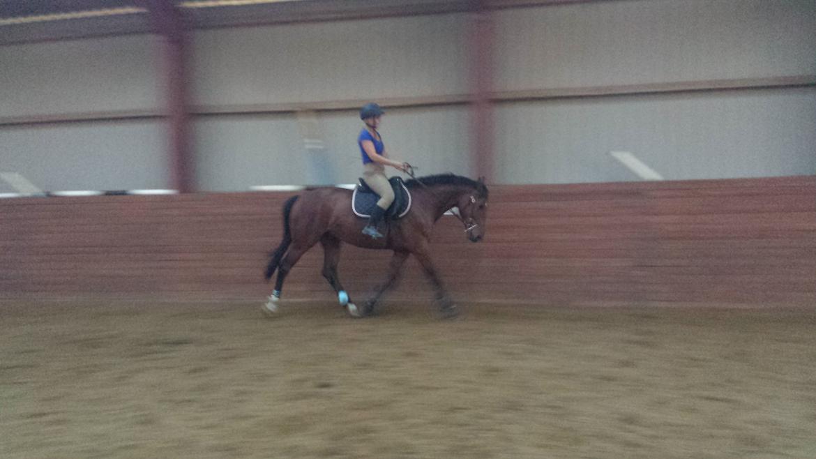 Dansk Varmblod Shubi billede 5